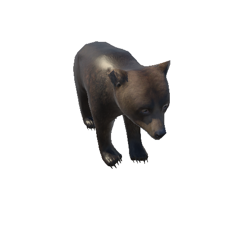 Bear_cub_LowPoly_IP