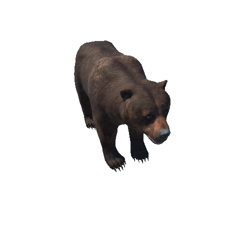 Bear_female_HighPoly_2