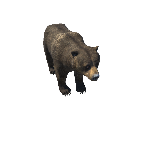 Bear_female_IP_full