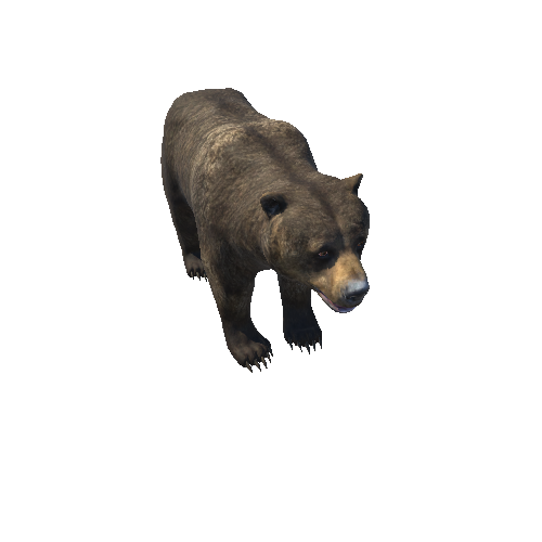 Bear_female_LOD