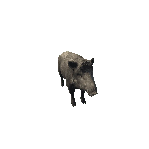 Boar_Female_Highpoly_IP