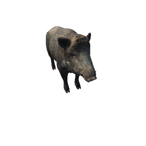 Boar_Female_Highpoly_RM