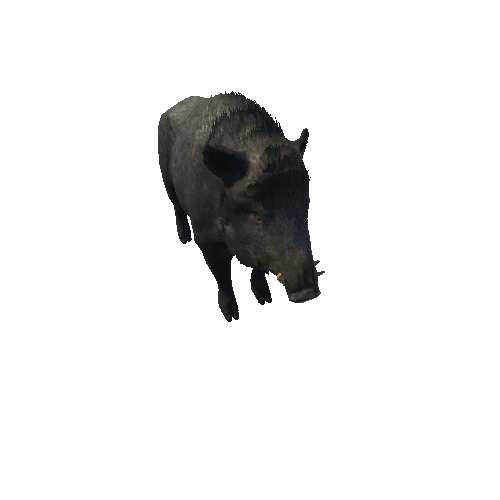 Boar_Male_Highpoly_RM