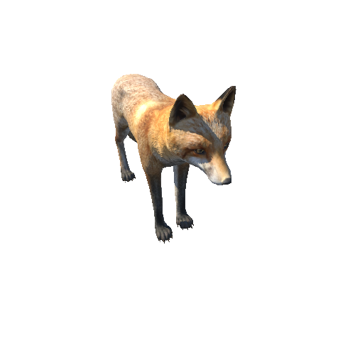 Fox_male_LOD_IP