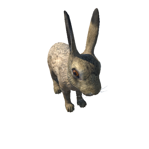 Hare_cub_HighPoly_IP