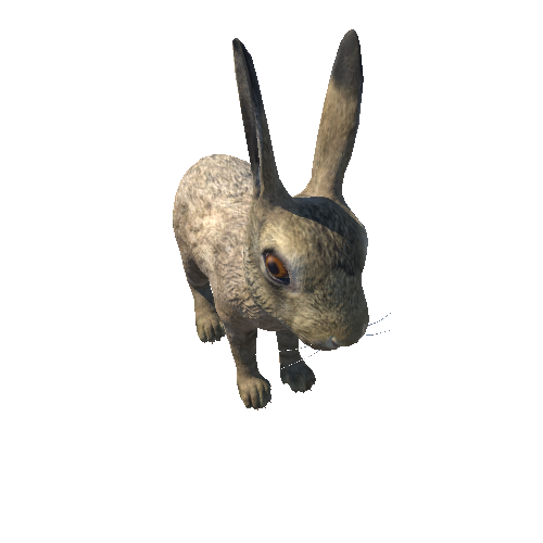 Hare_cub_LOD_IP