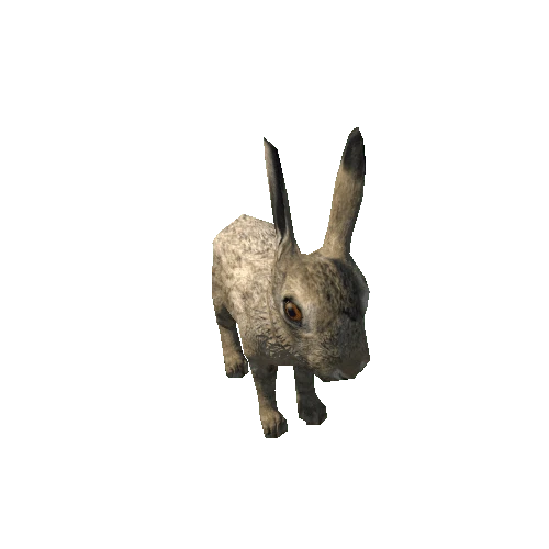 Hare_cub_LowPoly_RM