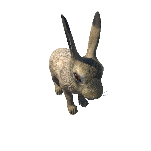 Hare_cub_full_IP