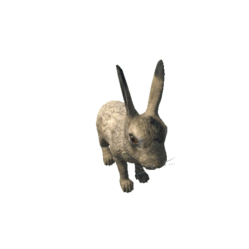 Hare_cub_full_IP