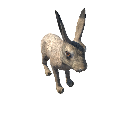 Hare_male_HighPoly_RM