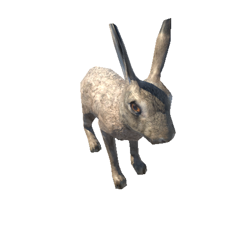 Hare_male_LowPoly_IP