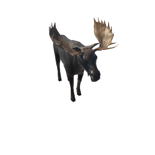 Moose_bull_LowPoly_IP