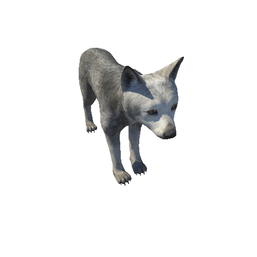 Wolf_cub_HighPoly_RM