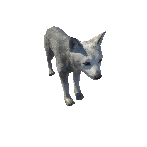 Wolf_cub_LowPoly_IP