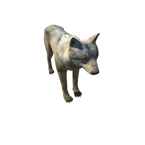 Wolf_male_HighPoly_C1