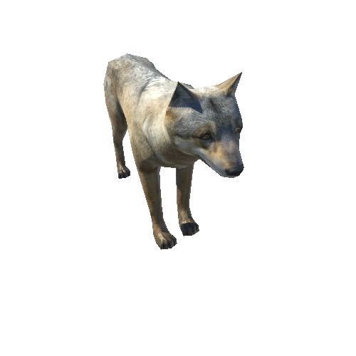 Wolf_male_LowPoly_C1