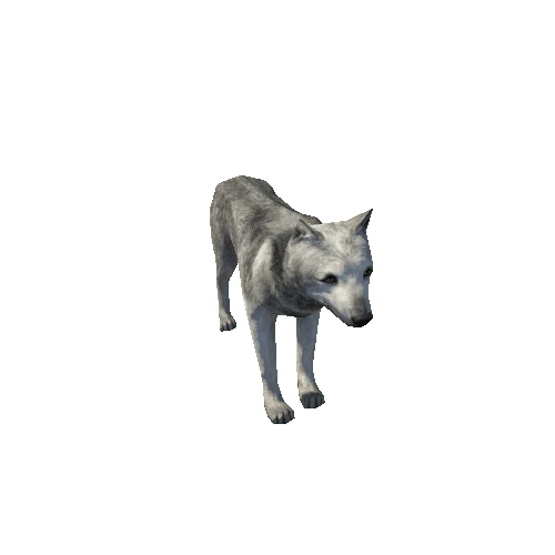 Wolf_male_LowPoly_C2