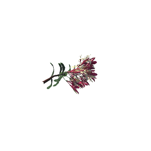 Caprifoliaceae_flower1