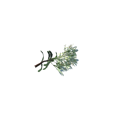 Caprifoliaceae_flower4