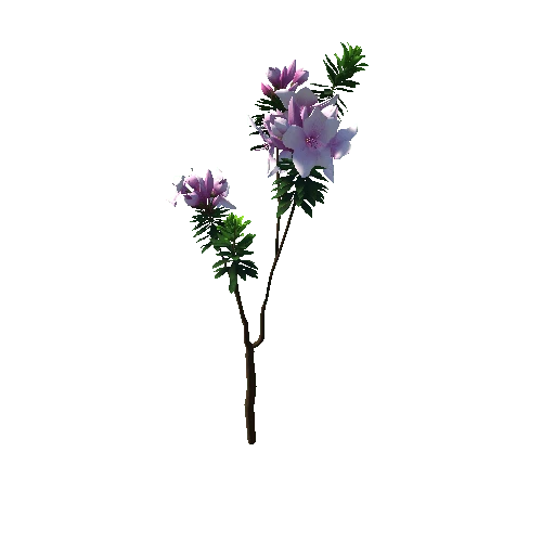 Flower_Rhododendron_violet