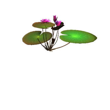 flower-Nymphaea_ping