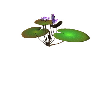 flower-Nymphaea_violet