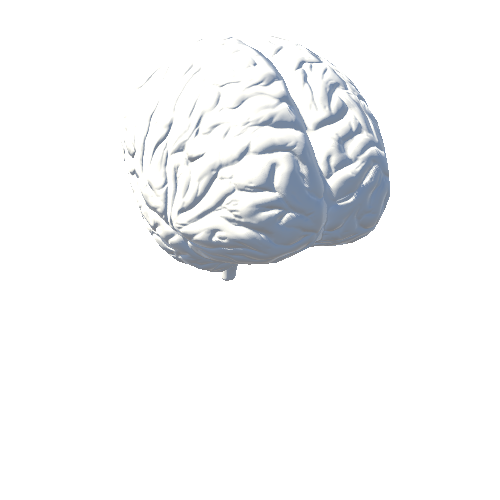 Brain