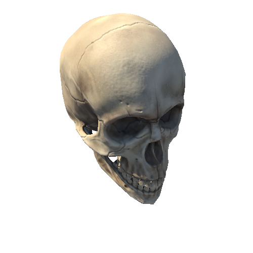 Skull_full