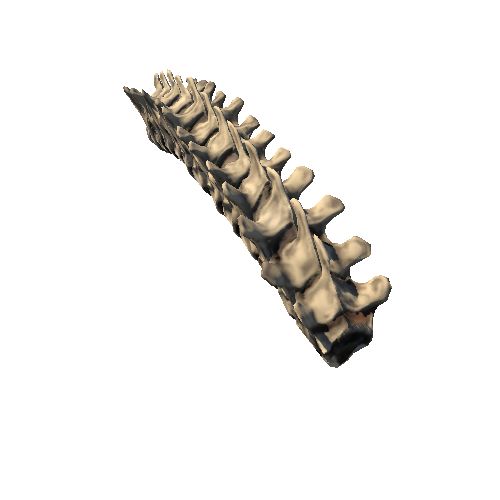 Spinal_Column_middle