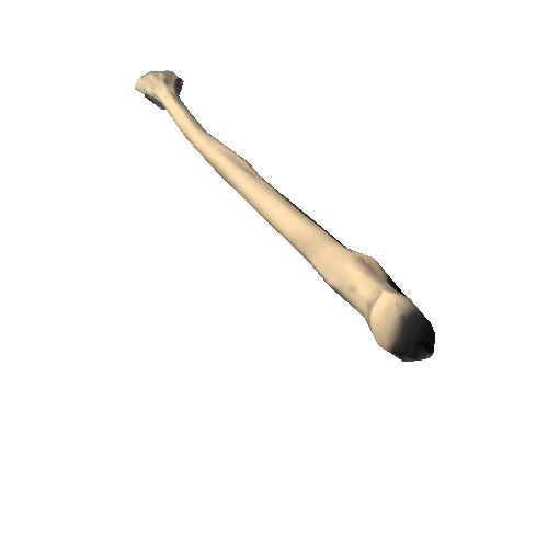 Ulna_left