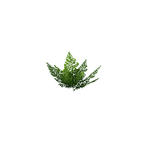 Fern_Leafy_V3