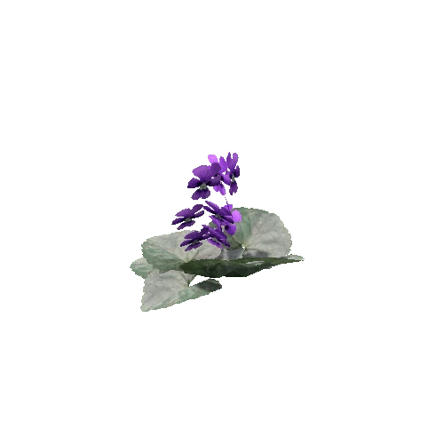 Violet_V5_1