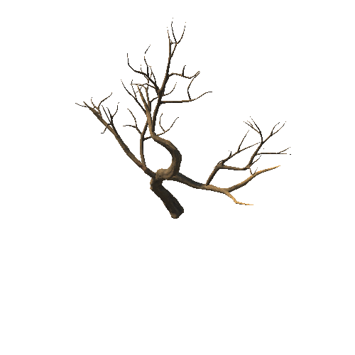 DryTreeT1_branch1