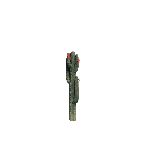 Cactus_Tall_V3