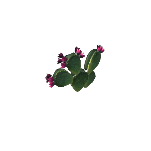 Prickly_Pear_V4