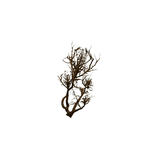 Thorn_Tree_03