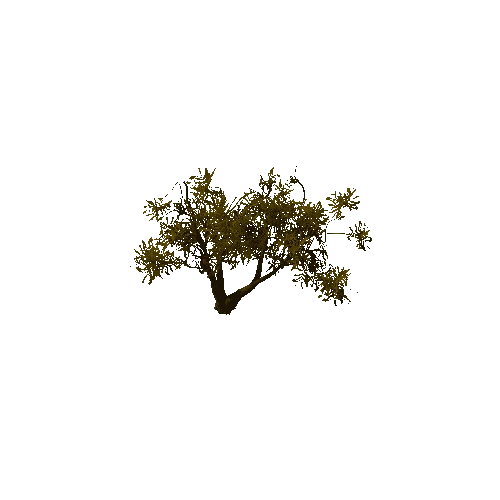 Thorn_Tree_Dry_04