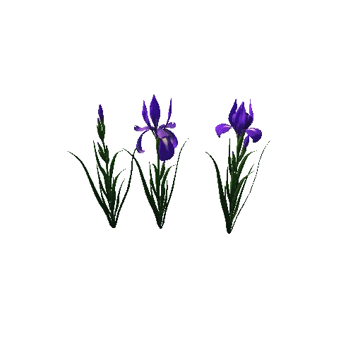 flower_Iris_1