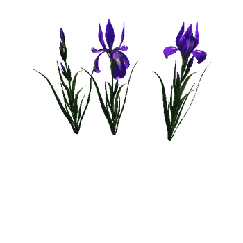 flower_Iris_1_1