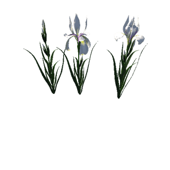 flower_Iris_2_1