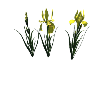 flower_Iris_3_1