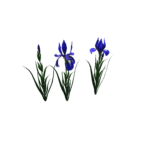 flower_Iris_4