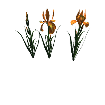 flower_Iris_5_1