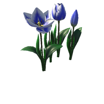 Flower_tulip_blue