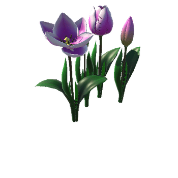 Flower_tulip_ping