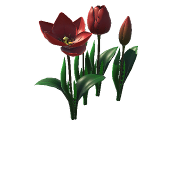 Flower_tulip_red