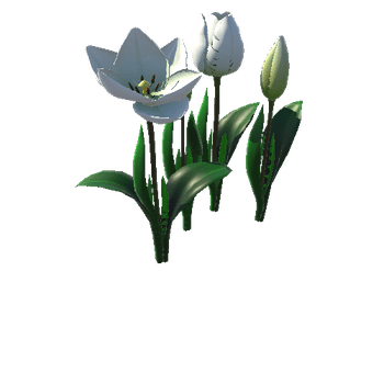 Flower_tulip_white