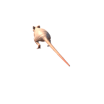 Naked_Rat_skin_1