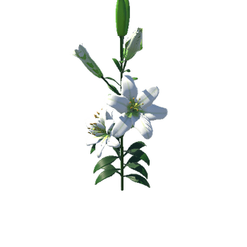 Flower_Liechtenstein_white_1