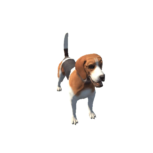 Beagle